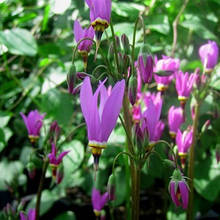 Додекатеон Queen Victoria (Королева Вікторія) в контейнері