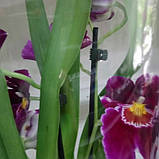 Гіркувальна рослина Орхідея Мілтонія, фото 3