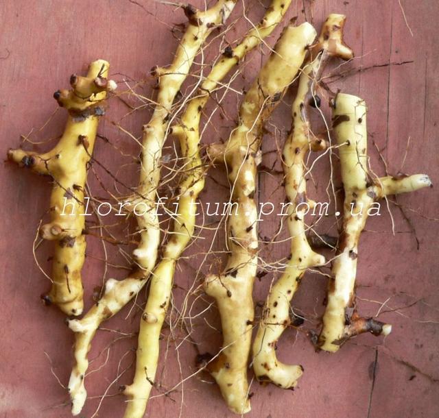 Корни диоскореи