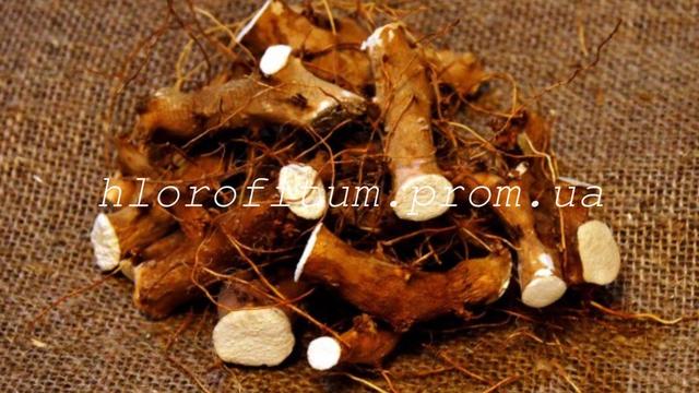 Діоскорея Кавказька 100 грам (Dioscorea caucasica) Алтай (ID#28972748 ...