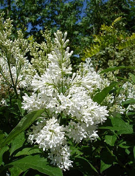 Бузок Агнес Сміт