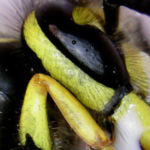 USB мікроскоп цифровий 1000Х на штативі