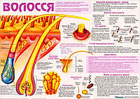 Санбюллетень. Анатомический плакат "Волосы" (украинская версия)