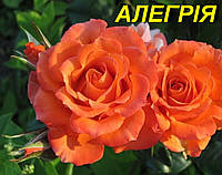Троянда "Алегрія" (ЗКС)