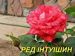 Троянда "Ред Інтуішин" (ч-г) (ЗКС)