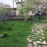 Газон Універсал насіння 1кг газонна трава швидке проростання озеленення травосуміш, фото 2