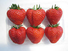 Полуниця сорт Вікторіана (Viktoriana), клас B (пізній)