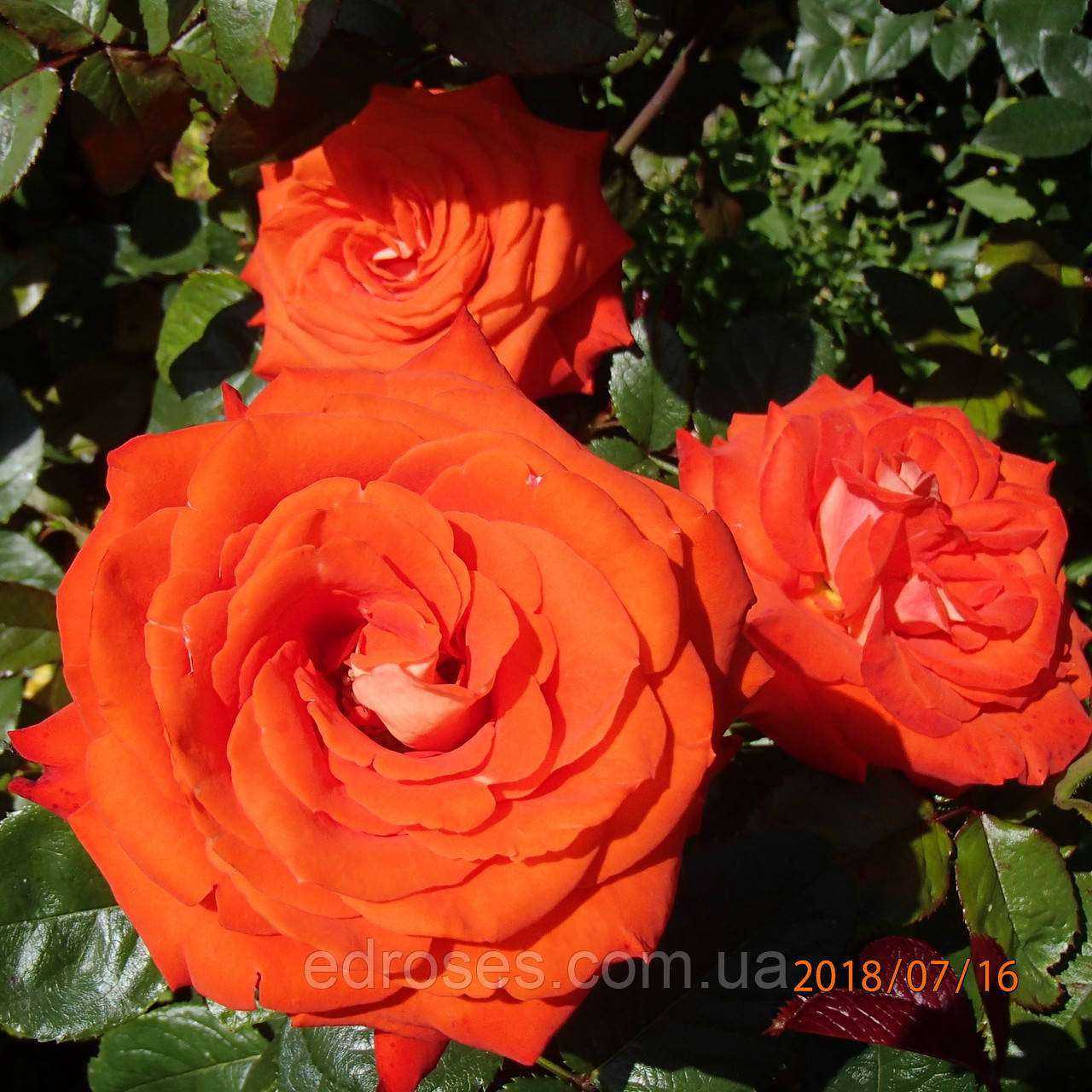 Верано ( Verano ), фото 1