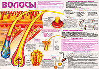 Санбюлетень. Анатомический плакат "Волосы" (русская версия) ("Волосся") бумага, А1(600х840мм)