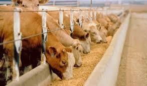 Корми для дійних корів в Україні роздріб