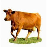Білкові корми для корів бичків, фото 4