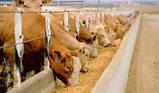 Корми для корів дійного стада фасовка, фото 4