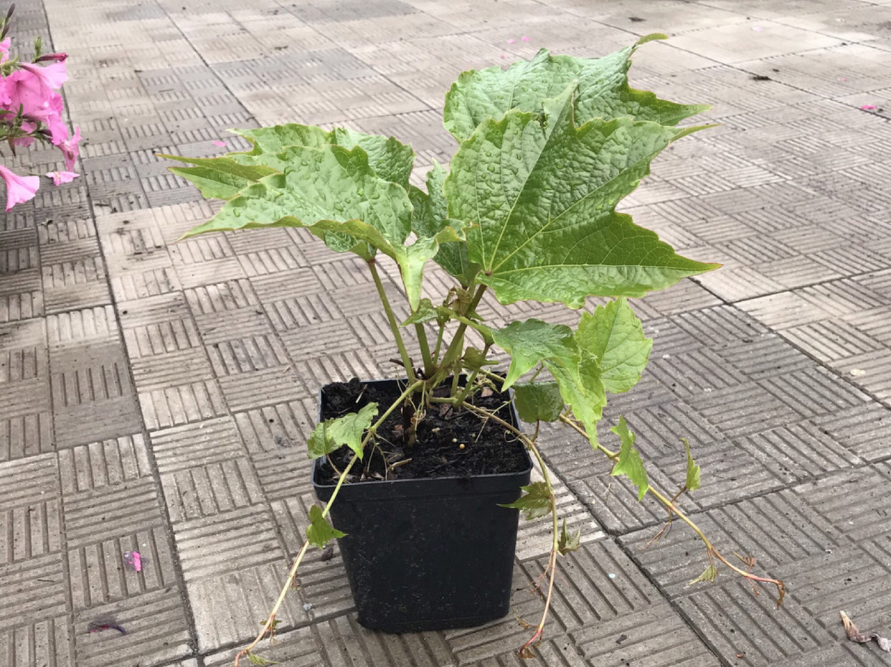 Виноград Віче h-40-50 см у контейнері С1 л, фото 1