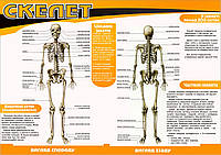 Санбюллетень "Скелет" украинская версия (анатомический плакат)