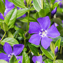 Барвінок малий ботанічний (Vinca minor) в контейнері