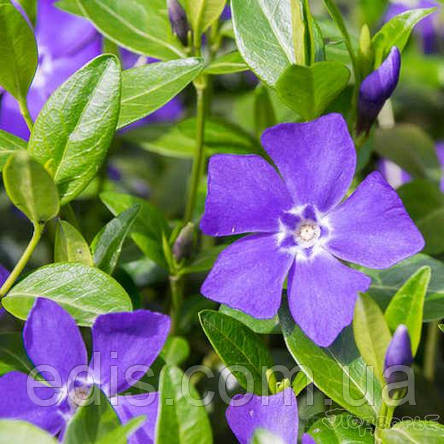 Барвінок малий ботанічний (Vinca minor) в контейнері, фото 1