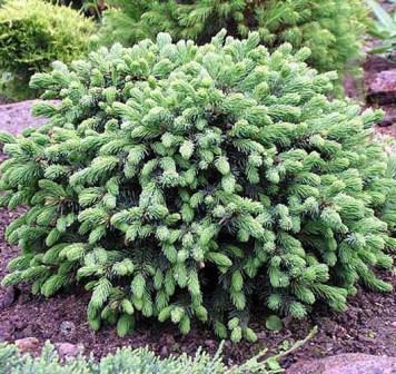 Саджанці Ялини канадської Эхиниформис (Picea glauca Echiniformis)