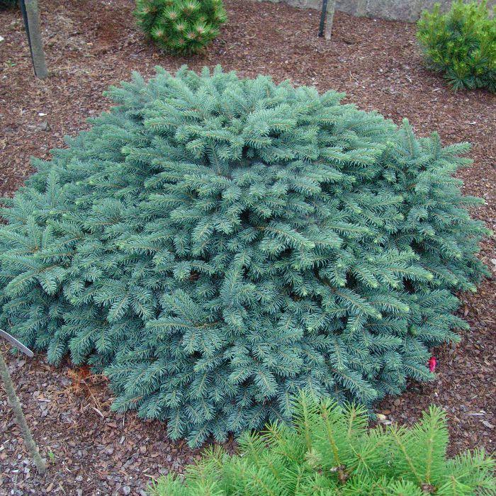 Саджанець ялина колюча Соня(Picea pungens Sonia)