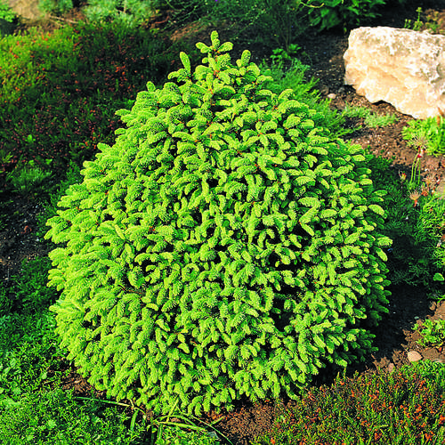 Саджанці Ялини звичайної Компакта (Picea abies Compacta)