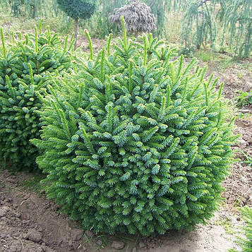 Саджанці Ялини звичайної Нидиформис (Picea abies Nidiformis)