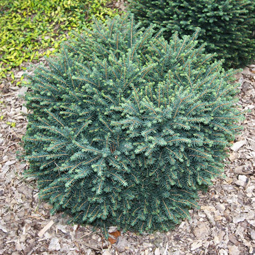 Саженец ель сербская Карел(Picea omorika Karel)