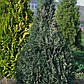 Саджанці Кипарисовика Лавсона Уайт Спот (Chamaecyparis lawsoniana White Spot), фото 4