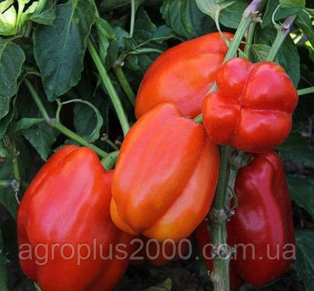 Насіння Перець солодкий Актеон 500 насіння Lucky Seed, фото 3