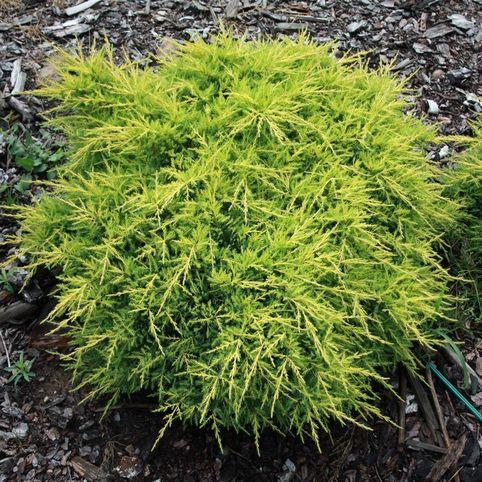 Саджанці Ялівцю середнього Голд Кісен (Juniperus media Gold Kissen)