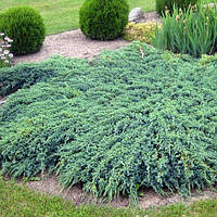 Саженцы Можжевельника чешуйчатого Блю Карпет (Juniperus squamata Blue Carpet)
