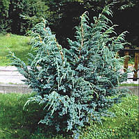 Саженцы Можжевельника чешуйчатого Мейери (Juniperus squamata Meyeri)