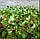 Насіння Льон-кудряш, мікрозелень, 100гг., фото 2