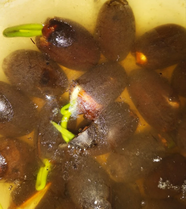 Купить Семена водяной лилии (лотоса) 1шт, цена 10 ₴ — Prom.ua (ID ...