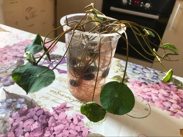 Купить Семена водяной лилии (лотоса) 1шт, цена 10 ₴ — Prom.ua (ID ...