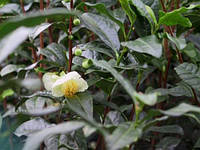 Чаю (Camellia sinensis) Кімнатний