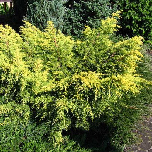 Саджанці Ялівцю средннго Кінг оф Спрінг (Juniperus x media King of Spring)