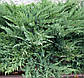 Саджанці Ялівцю віргінського Трипартита (Juniperus virginiana Tripartita), фото 3