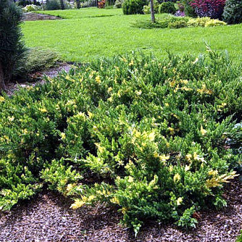Саджанці Ялівцю китайського Експанса Варієгата (Juniperus chinensis Expansa variegata)