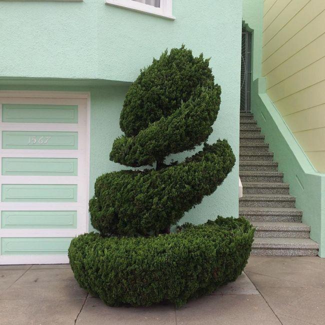 Саджанці Ялівцю китайського Голлівуд (Juniperus chinensis Hollywood)