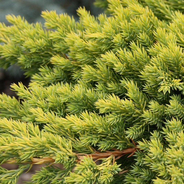 Саджанці Ялівцю лежачого Кишиогима (Juniperus procumbens Kishiogima)