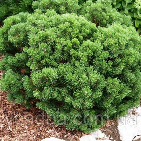 Сосна гірська Мугус (горщик 0,5л), фото 1