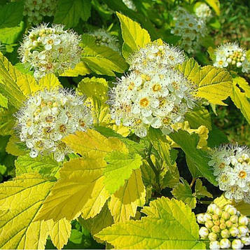 Спіре вангута Голд Фонтейн (контейнер 0,5л)