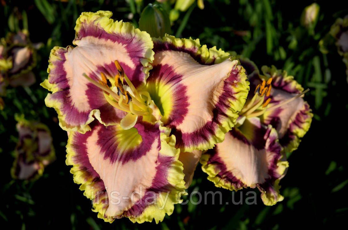 Лійник Edge of Adventure (Pierce, G. '17) (сажці), фото 1