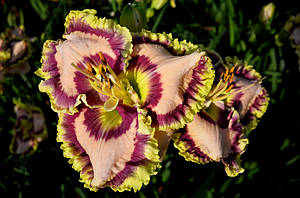 Лійник Edge of Adventure (Pierce, G. '17) (сажці)