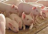 Повноцінний корм добавка свиней поросят гранула, фото 2