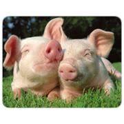 Белковые корма мясонабора свиней - фото 3 - id-p967581254