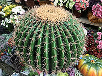 Эхинокактус искусственный латексный 70 см (кактус)