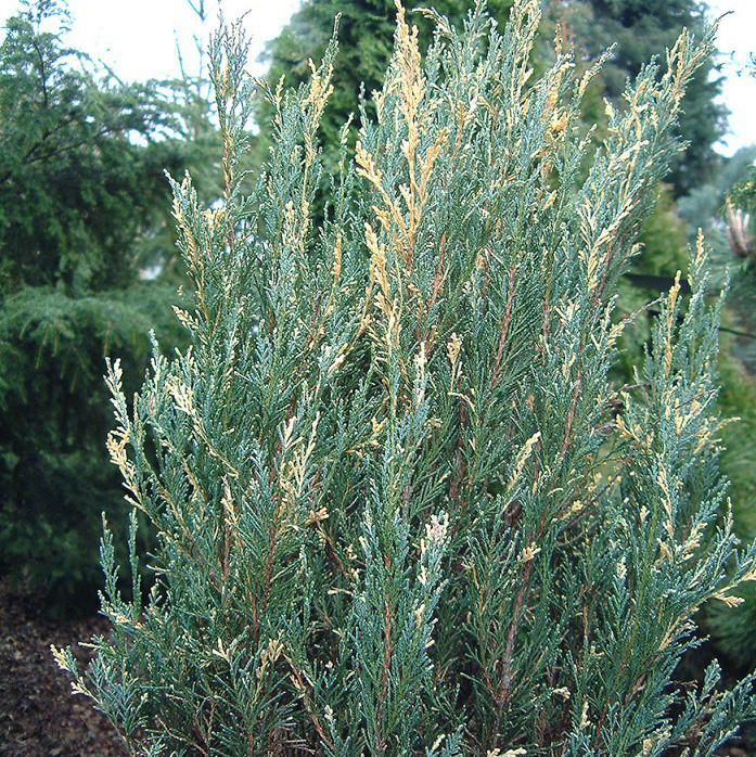 Саджанці Ялівцю скельного Сільвер Стар (Juniperus scopulorum Silver Star)