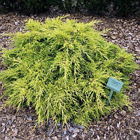 Саженцы Можжевельника среднего Сейбрук Голд (Juniperus x media Saybrook Gold)