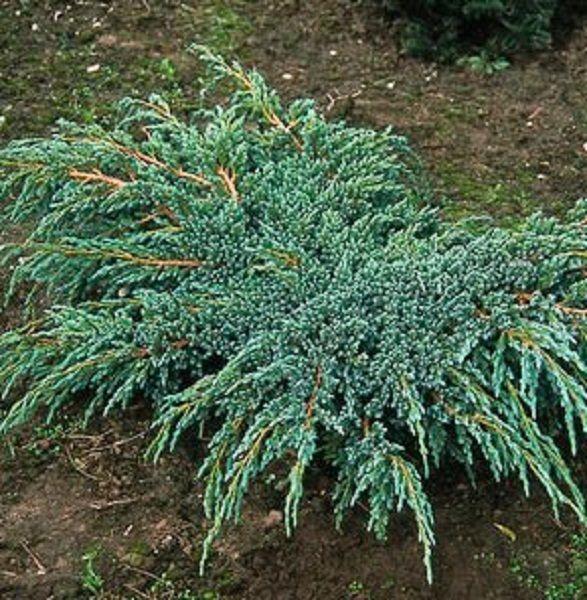 Саджанці Ялівцю Лускатого Блю Спайдер (Juniperus squamata Blue Spider)