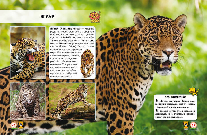 Книга Мир вокруг нас. Большие кошки | фотоэнциклопедия Бао, фото 4